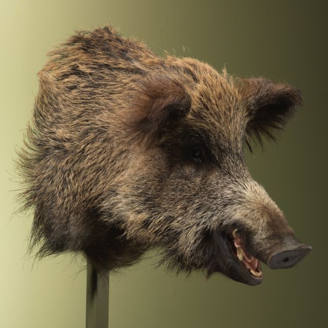 4876 Wild Zwijn Groot