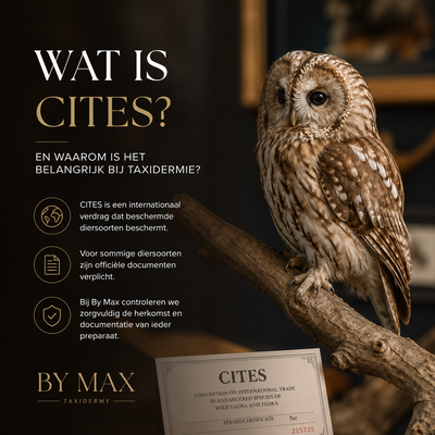 Wat is CITES? Uitleg over CITES en taxidermie Uitleg over CITES en de wetgeving rondom taxidermie door By Max