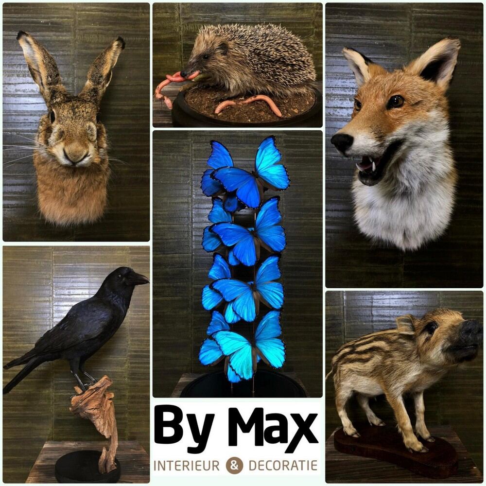 Taxidermie